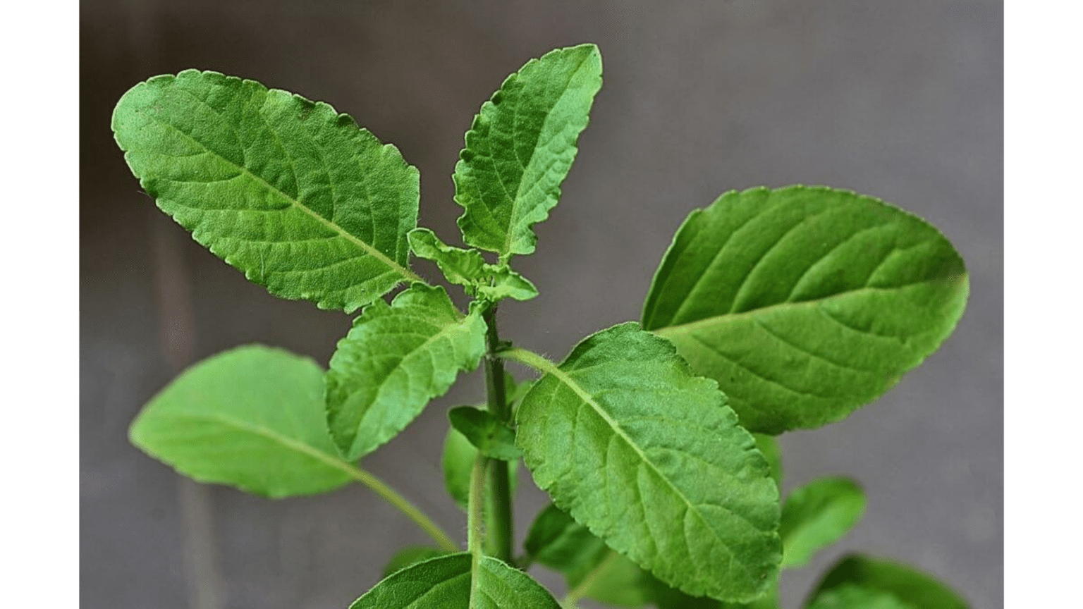 How-Holy-Basil-Lower-Cholesterol-Levels-And-Its-Herbal-Actions-1536x864