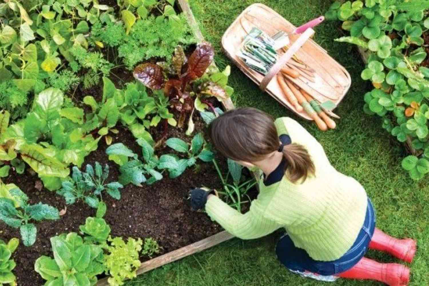 Tips To Take Care Of Your Backyard Garden