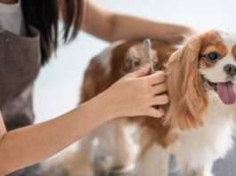 What to Avoid While Buying Dog Grooming Products Online