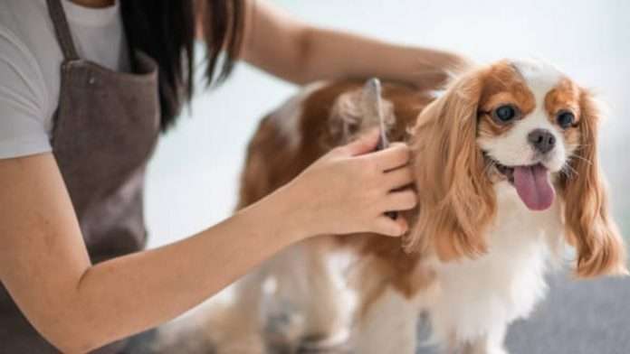 What to Avoid While Buying Dog Grooming Products Online